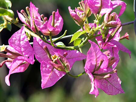 Cordobá, Bougainvillea