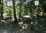 bos bij Steensel