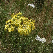 vlinders