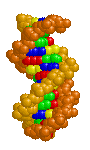  DNA model 