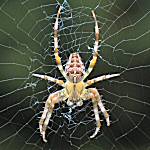  Web forces... (Araneus-diadematus) 