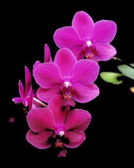 To Orchidee Quené now!