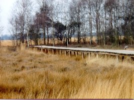 Een Hogevonder in de Brabantse Peel